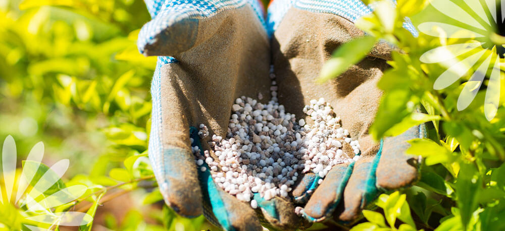 natural homemade fertilizer options